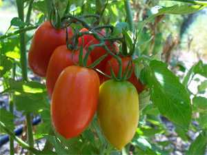 Интересный сорт томатов «столыпин», его характеристика и описание