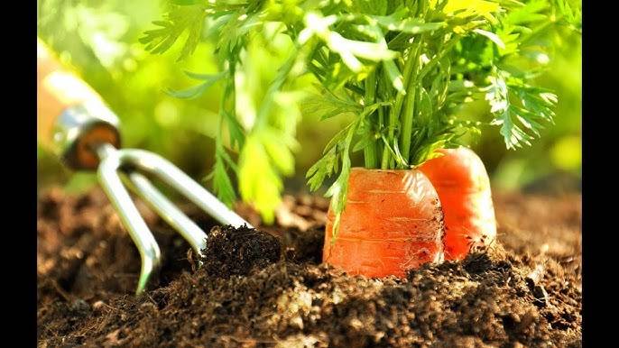 Как сажать морковь семенами в открытом грунте чтобы не прореживать