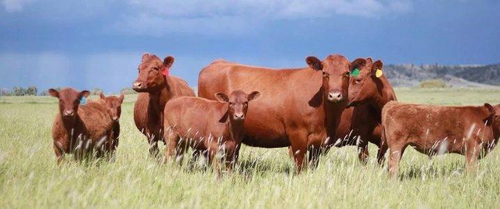 Красные породы коров и их содержание