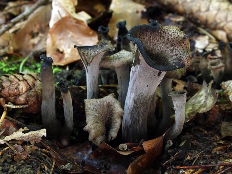 Вороночник рожковидный – гриб с «оборочкой»