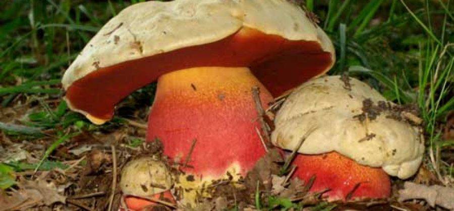Какие грибы русские ели сырыми