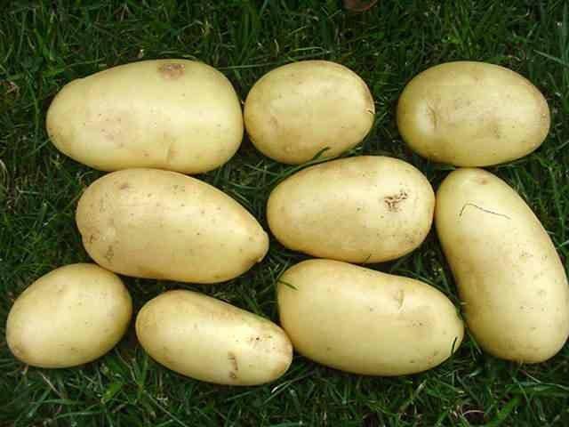 Обзор 10 самых урожайных сортов картофеля: описание и характеристики