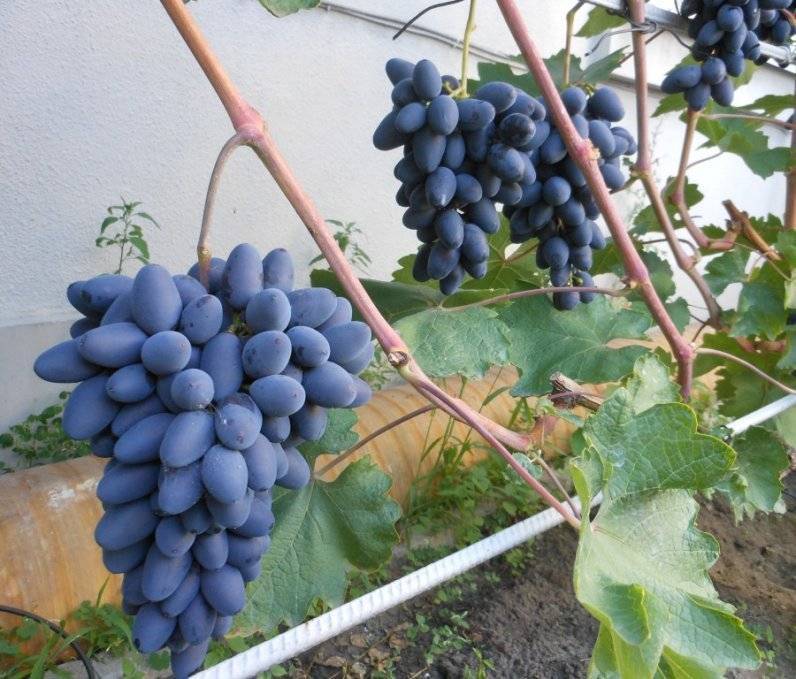 Виноград атос: фото, описание сорта, отзывы, видео
