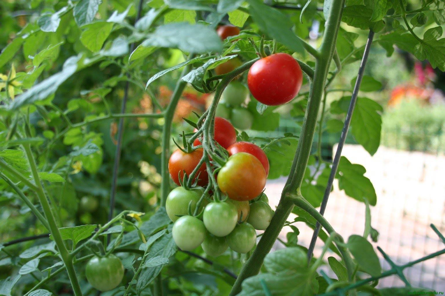 Выращивание томатов в теплице от посадки до урожая