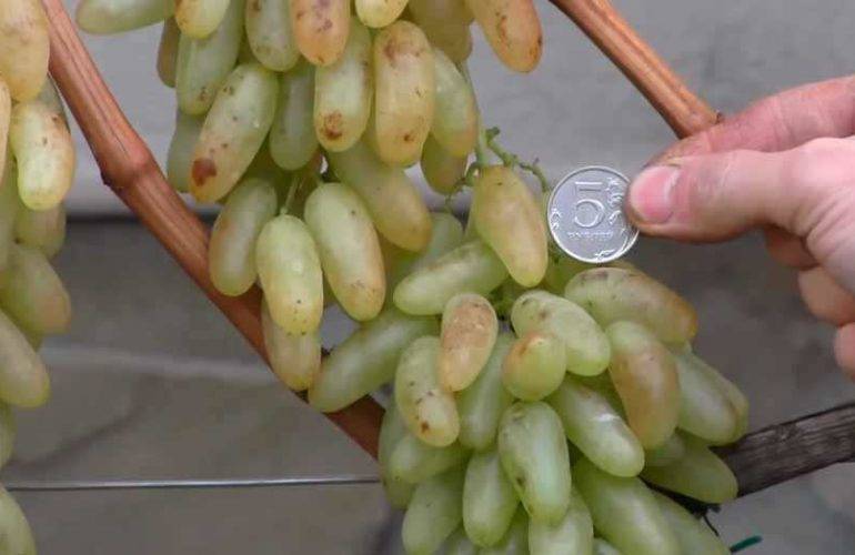 Виноград дамский пальчик: характеристика сорта, профилактика заболеваний, уход за растением