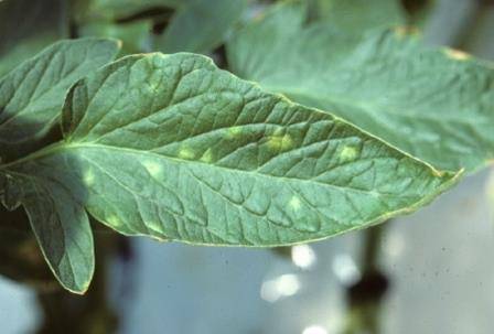 Желтые пятна на листьях помидоров: о чем говорят и как лечить растения