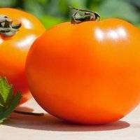 Характеристика томатов сорта «хурма»: особенности и  урожайность