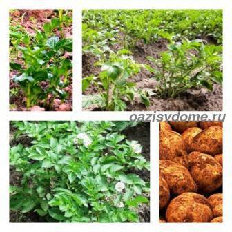 ᐉ внекорневая подкормка картофеля после всходов и при цветении - roza-zanoza.ru