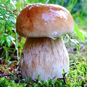 Польза и вред грибов для организма | польза и вред