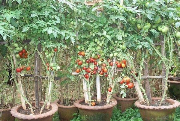 Томат балконное чудо: описание и характеристика этого сорта помидоров, особенности выращивания в открытом грунте и в домашних условиях