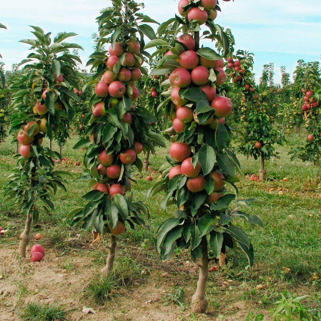 Колоновидная яблоня "васюган": описание, фото, отзывы