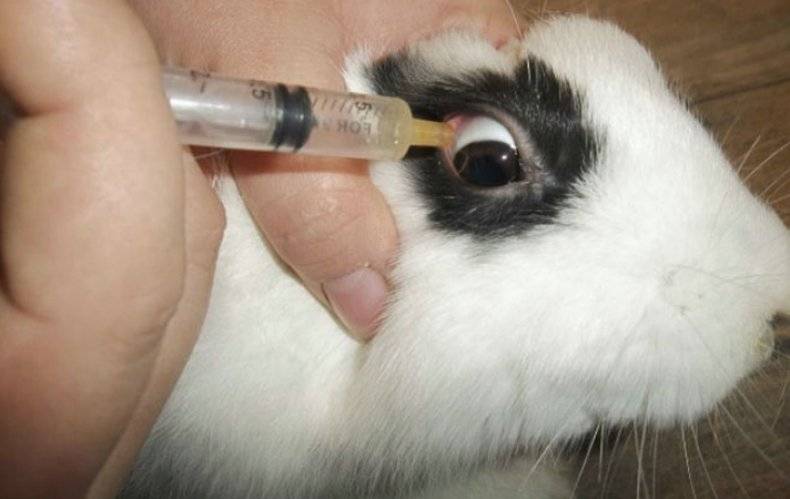 Конъюнктивит у кроликов: лечение в домашних условиях