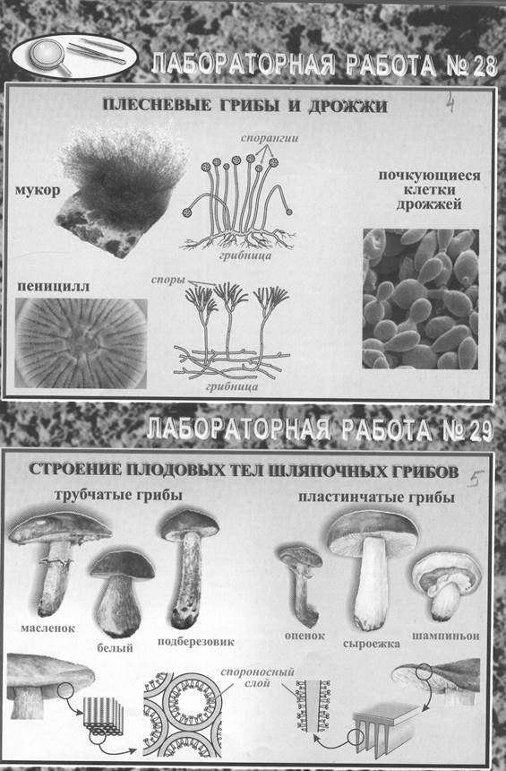 Царство грибов: строение, жизнедеятельность, размножение / справочник :: бингоскул
