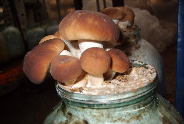 Как выращивать грибы в банках на подоконнике или балконе