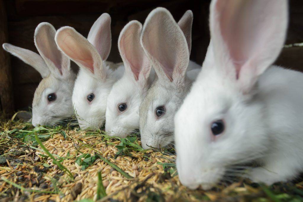 Рецепты комбикорма для кроликов в домашних условиях