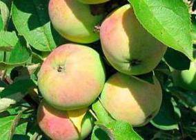 Описание особенностей сорта яблони джин