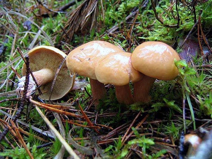 Козляк (suillus bovinus) –  грибы сибири