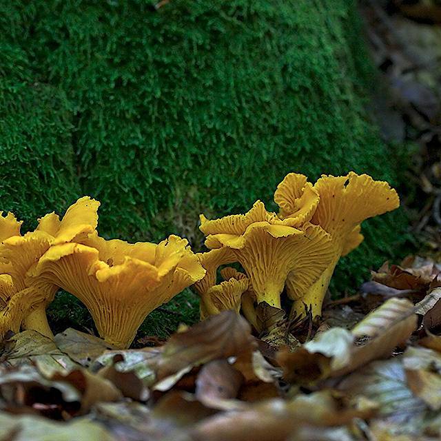 Сборы грибов лисичек