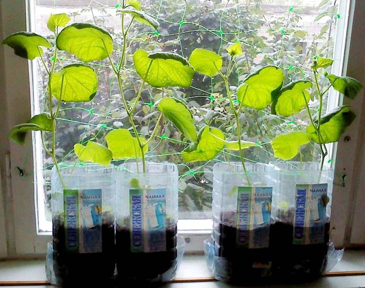 Выгодный способ выращивания огурцов с использованием 5-литровых бутылок