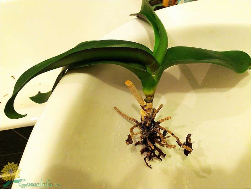 Как спасти орхидею без листьев, но с корнями, которые зеленые и живы, можно ли реанимировать при сгнившей или засохшей верхушке и видео о выращивании