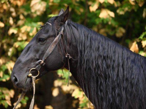 Карачаевская порода лошадей: фото и видео