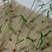 Чем подкормить огурцы при выращивании на подоконнике
