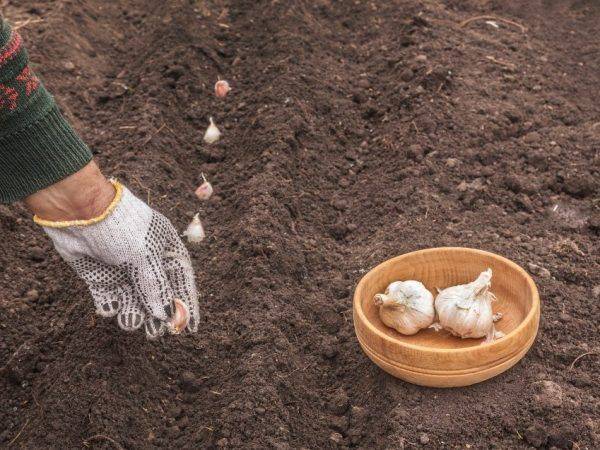 Посадка чеснока под зиму от а до я - когда и как сажать чеснок осенью, сроки и правила - почва.нет