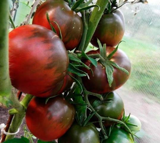 Сорт томатов черный крым • все про дачу