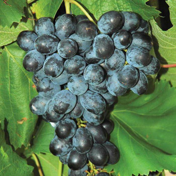 Виноград молдова: характеристика и описание сорта