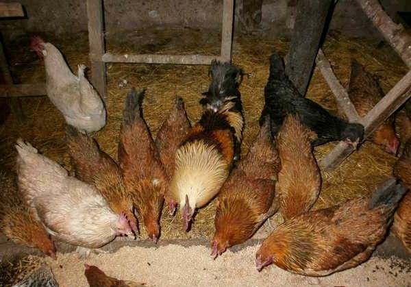 Чем кормить кур, чтобы лучше неслись, увеличить яйценоскость
