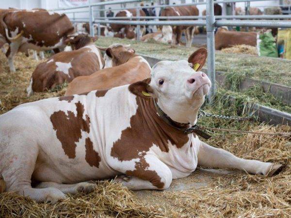 Понос у коровы: причины и лечение