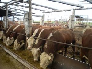 Разновидности мясных пород быков и коров