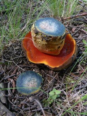 Достоинства и недостатки гриба дубовик крапчатый