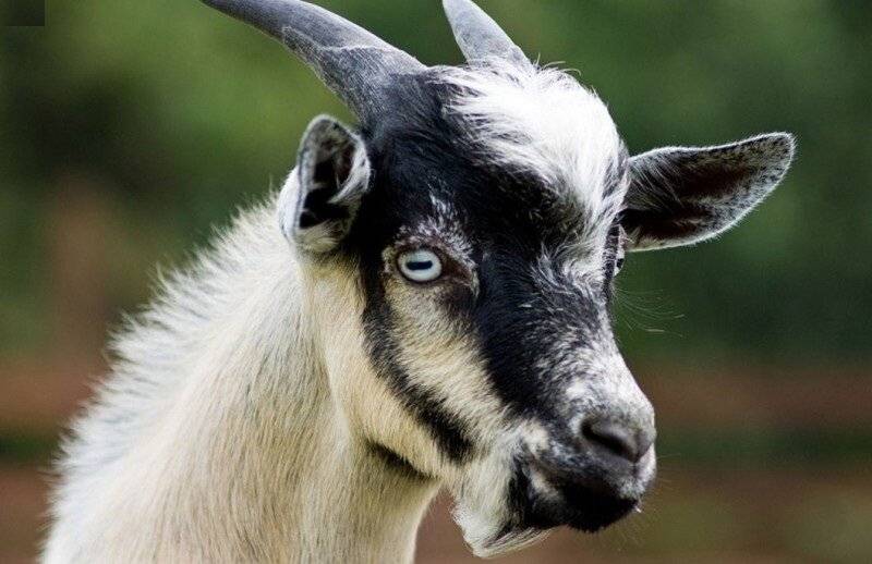 Описание породы обморочных (миотонических) коз