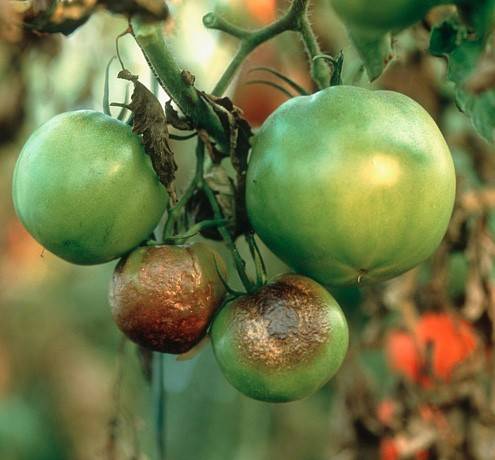 Болезни томатов в теплице из поликарбоната: обзор