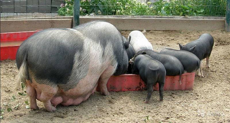 Вьетнамские вислобрюхие свиньи: содержание и уход, разведение и выращивание поросят, фото и видео
