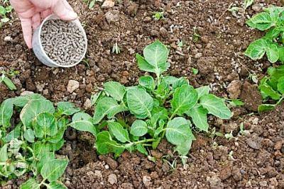 Удобрения для картофеля при посадке: советы бывалых огородников