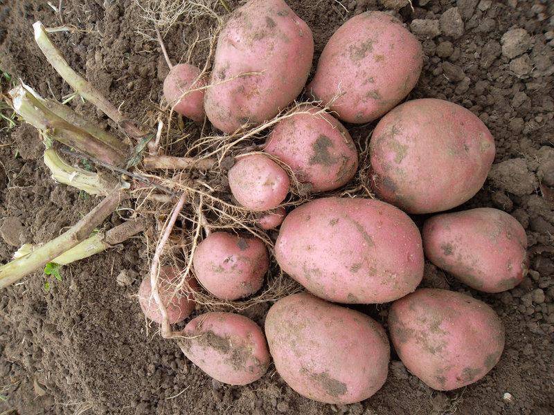 Описание и особенности выращивания картофеля сорта рокко - всё о землеводстве