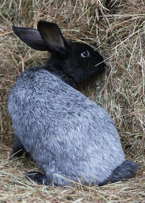 Серебристый кролик или все о кроликах породы серебро
