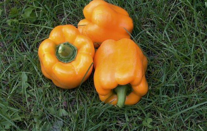 Перец оранжевое чудо — характеристики сорта