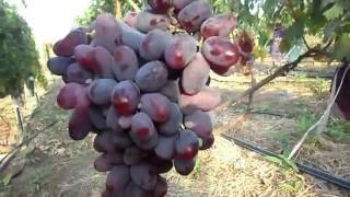 Сорт винограда фавор: описание и характеристика гибридной формы с фото и отзывами