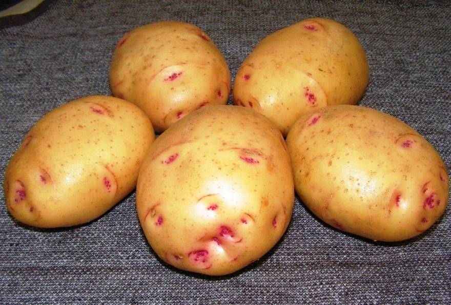Сорт картофеля латона: описание, посадка и уход русский фермер