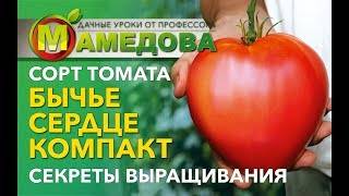 Томаты «бычье сердце розовое»: описание сорта и особенности агротехники русский фермер