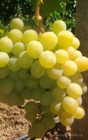 Виноград восторг: описание и характеристики сорта