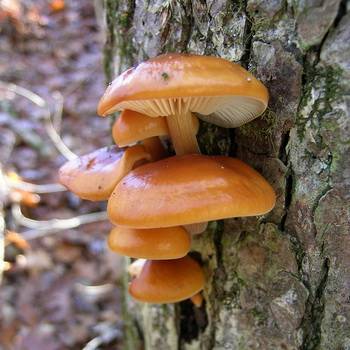 Характеристика гриба зимний опенок (фламмулина)