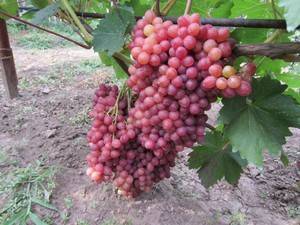 Виноград сорта велес – не только вкусно, но и красиво