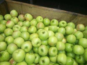 Лучшие зимние сорта яблони, в том числе для различных регионов, с описанием, характеристикой и отзывами