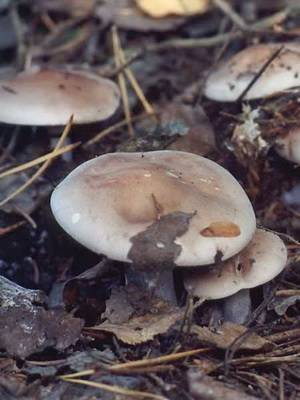 Как отличить съедобную рядовку серую от ложных ядовитых двойников? описание и фото гриба