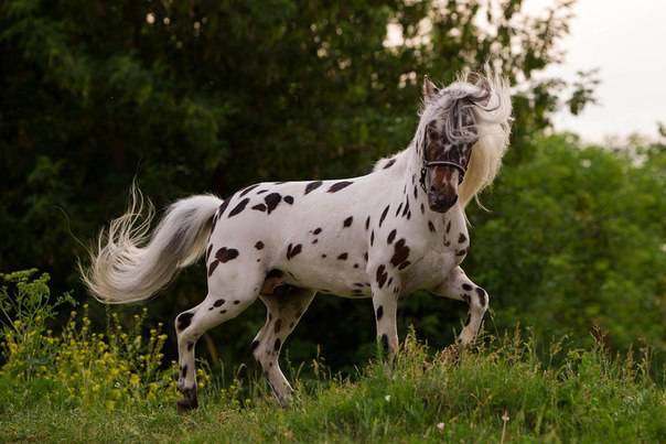 Аппалузские лошади – особенности индейских коней 2021
