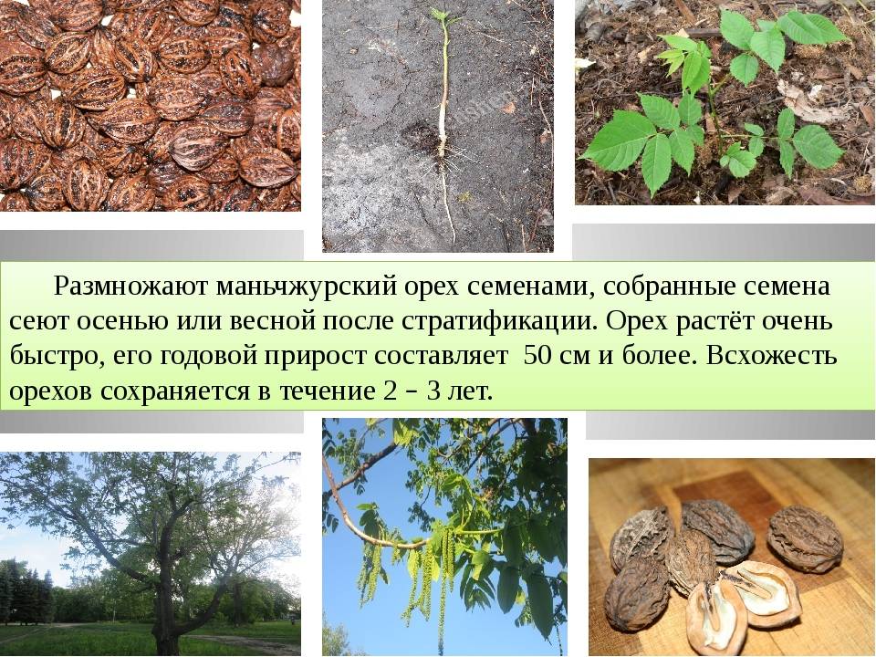 Маньчжурский орех: выращивание в сибири, подмосковье, на урале